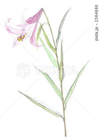 笹百合のイラスト素材 - PIXTA
