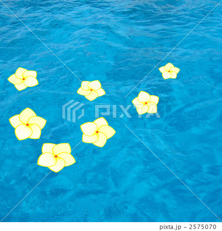 プルメリア 海 海面 花のイラスト素材
