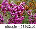 シロバナハナズオウ 花言葉 目覚め Cercis Chinensis Cv Albaの写真素材