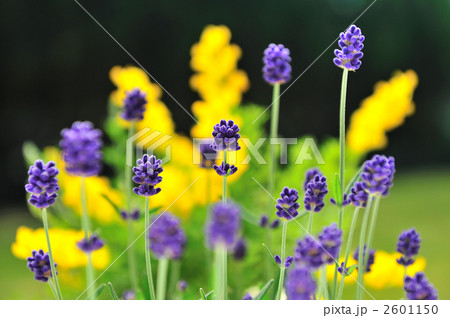 ポルトガルの国花の写真素材