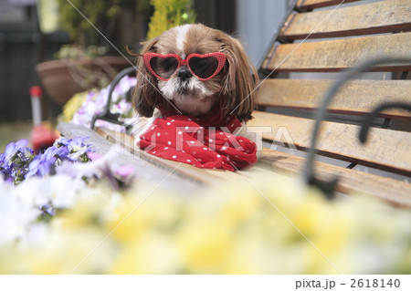 シーズー 犬 サングラス スカーフの写真素材