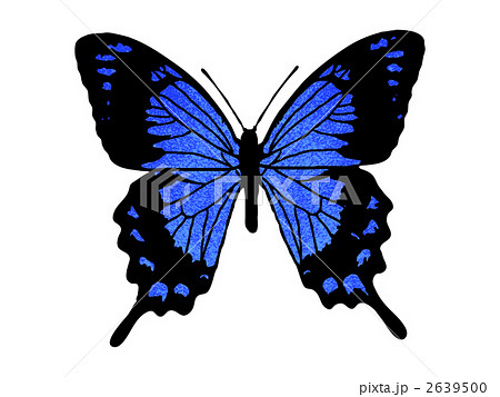 バタフライ 蝶のイラスト素材
