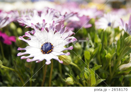 ディモルフォセカ 花 植物 白色の写真素材 - PIXTA