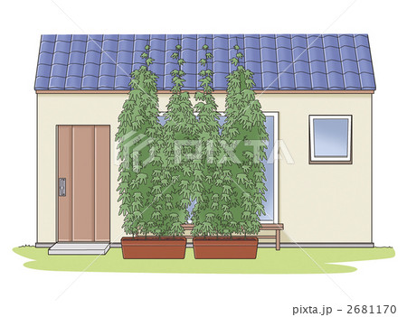 グリーンカーテン 緑のカーテン ゴーヤ みどりのカーテンのイラスト素材