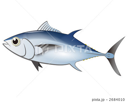 メバチマグロのイラスト素材