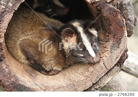 ハクビシンの写真素材