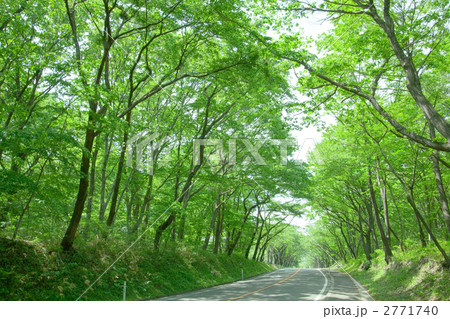 並木 並木道 作並街道 新緑の写真素材