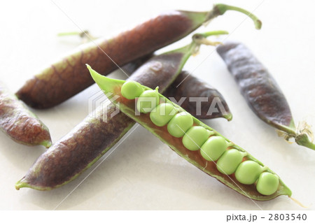 グリーンピース 野菜 豆 紫色 紫エンドウ グリンピースの写真素材 Pixta