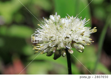 ギョウジャニンニクの花の写真素材