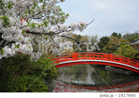 太鼓橋 池 朱塗り 桜の写真素材