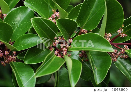 クロガネモチ くろがねもち 黒鉄黐 花の写真素材