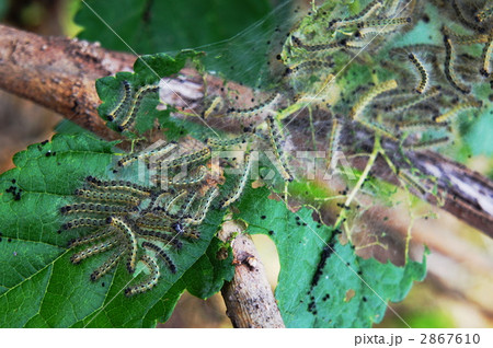 アメリカシロヒトリの写真素材