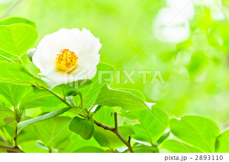 シャラの木花の写真素材