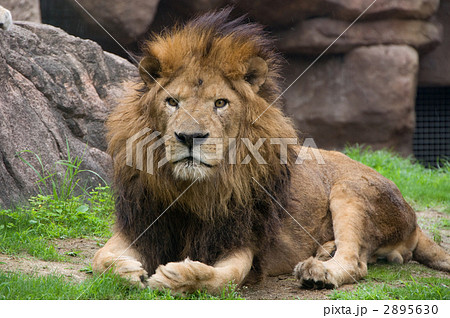 ライオン 座り姿 勇ましい 毛並みの写真素材 - PIXTA