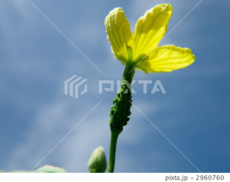 雌花 ツルレイシ 花 植物の写真素材