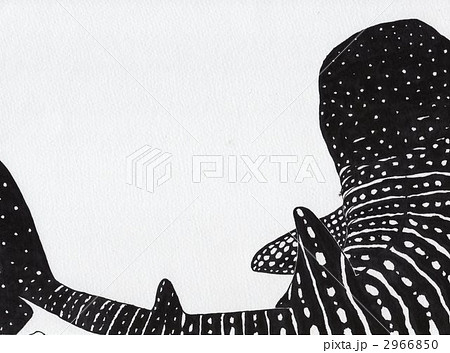 ジンベイザメ イラスト 白黒 海水魚の写真素材