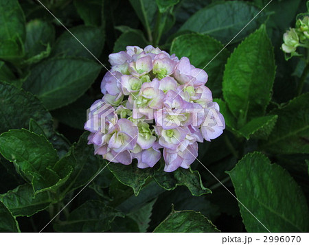 紫陽花 十二単 石化八重アジサイ 石化八重紫陽花の写真素材