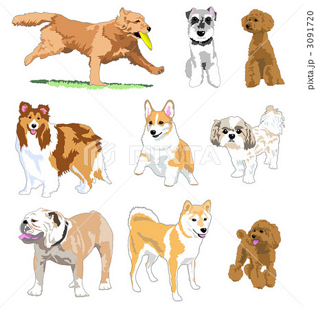 ラブラドールレトリバー 動物 犬 おすわりのイラスト素材