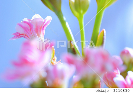 花 カランコエ ミリオンスター 桃色の写真素材