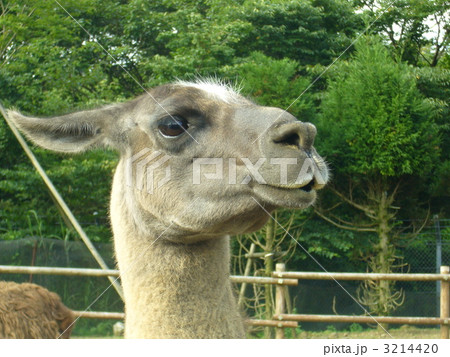リャマの横顔の写真素材