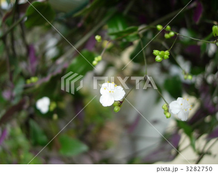 ブライダルベール 植物 白い花 白い小花の写真素材
