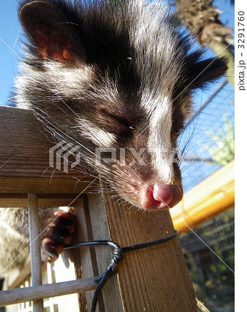 ハクビシンの写真素材
