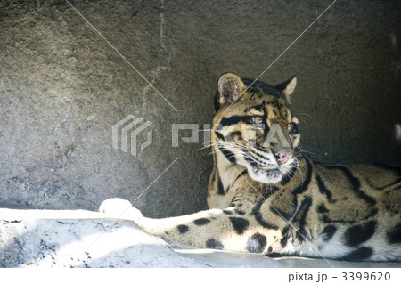 ヒョウ 動物 豹 レパードの写真素材