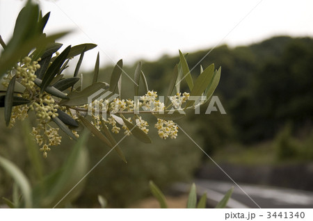 オリーブの花の写真素材