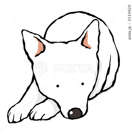動物 犬 柴犬 立ち耳のイラスト素材