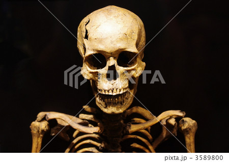 縄文時代早期人 骸骨 男性の写真素材