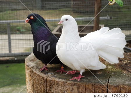 つがい 鳩 鳥 動物の写真素材 - PIXTA