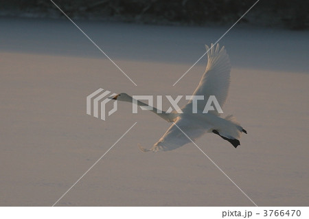 白鳥 飛ぶ姿 一羽の写真素材