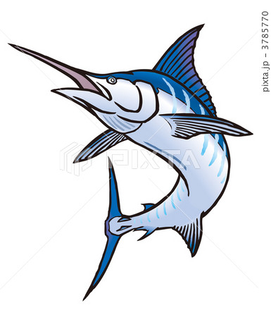 マカジキのイラスト素材