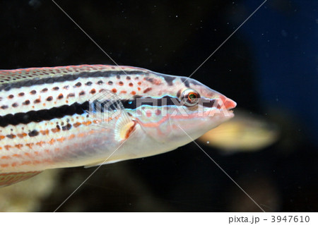 ベラ 魚類 海水魚 縞模様の写真素材