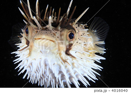 フグ ハリセンボン 海水魚 怒りの写真素材