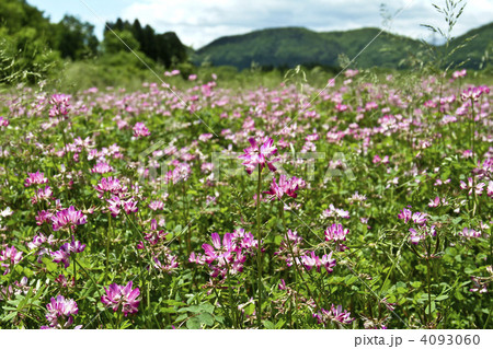 芋沢 蓮華草 桃色 花畑 仙台市 れんげの写真素材