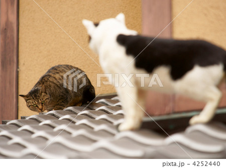 睨み合い 動物 喧嘩の写真素材