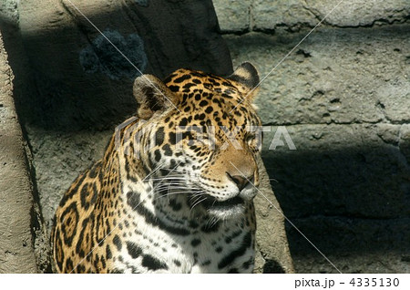 ジャガー 黒の斑点 動物園の動物 一頭の写真素材