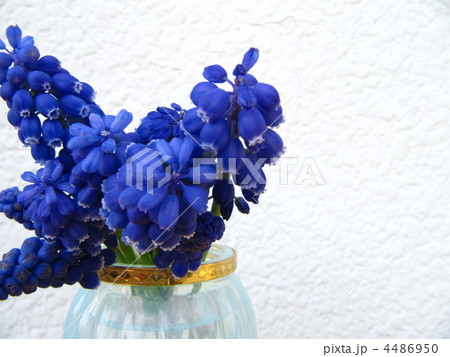ヒヤシンス 青 水色 紫の写真素材
