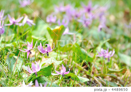 薄紫の花の写真素材 薄紫の花の写真素材