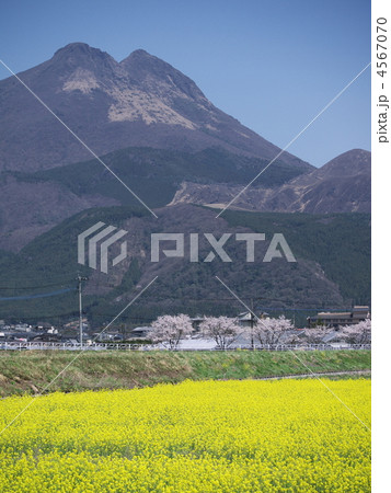 由布岳 由布市 湯布院 菜の花の写真素材 - PIXTA