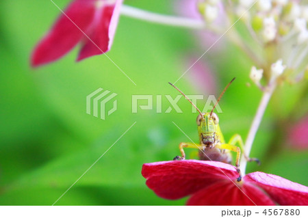 バッタ 昆虫 カメラ目線 正面の写真素材