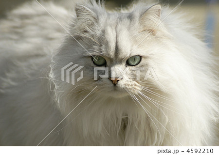 ペルシャ猫 猫 白猫 ペットの写真素材