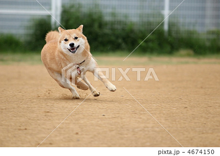 犬 走る 柴犬 ダッシュの写真素材