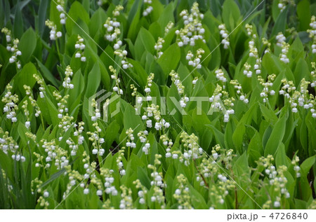 花畑 スズラン すずらん 鈴蘭の写真素材