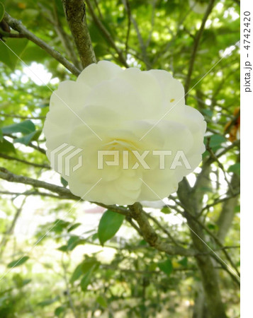 白菊 花言葉 高貴 The White Chrysanthemumの写真素材