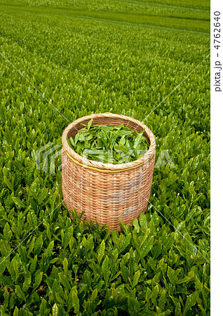 新茶 収穫 茶畑 かごの写真素材