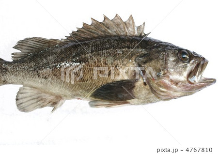 ソイ 魚の写真素材