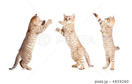 切り抜き 立つ 猫 ダンスの写真素材