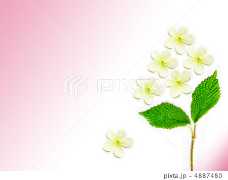 花手毬のイラスト素材 花手毬のイラスト素材